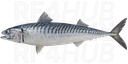 Atlantic mackerel