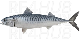 Atlantic mackerel