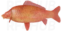 Red Starvas Carp - Scaly