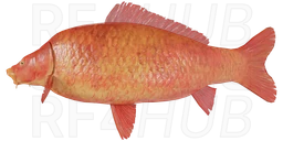 Red Starvas Carp - Scaly