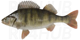 Perch