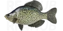 Black crappie