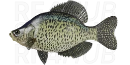 Black crappie