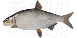 Vimba