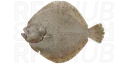 Turbot