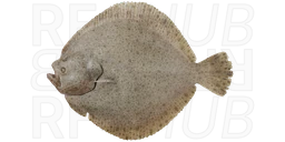 Turbot