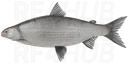 Ludoga Whitefish