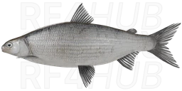 Ludoga Whitefish