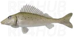 Donets Ruffe