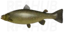 Black Sea trout