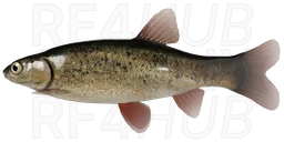 Lake Minnow
