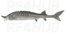 Beluga