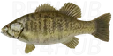Smallmouth bass