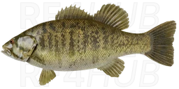 Smallmouth bass