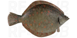 European plaice