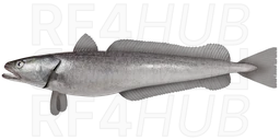European hake