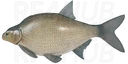 Eastern Bream