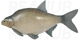 Eastern Bream