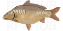 Linear carp