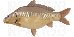 Linear carp