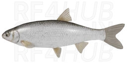 Dace