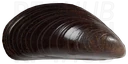 Mussel