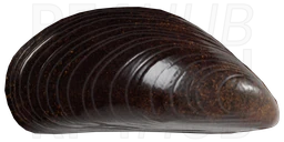Mussel
