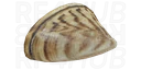 Zebra Mussel