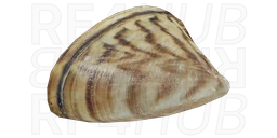 Zebra Mussel