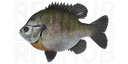 Bluegill