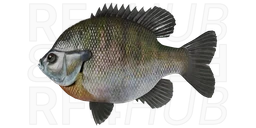 Bluegill