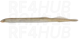 Far Eastern Brook Lamprey