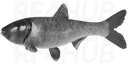 Bighead Carp