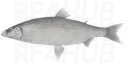 Beloribitsa Whitefish