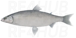 Beloribitsa Whitefish