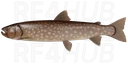 Whitespotted Char