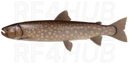 Whitespotted Char