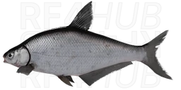 Blue Bream