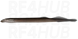 Three Toothed Lamprey