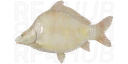 Frame-sided albino carp