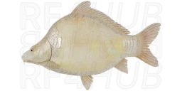 Frame-sided albino carp