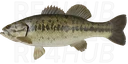 Largemouth bass