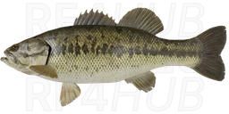 Largemouth bass
