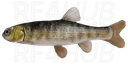 Common Minnow