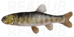 Common Minnow