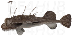 European Angler