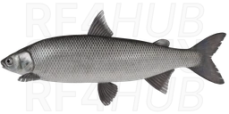 Ostrog Whitefish