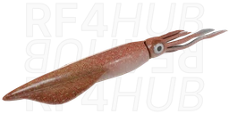 European squid