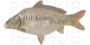 Linear Ghost Carp