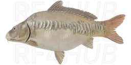 Linear Ghost Carp